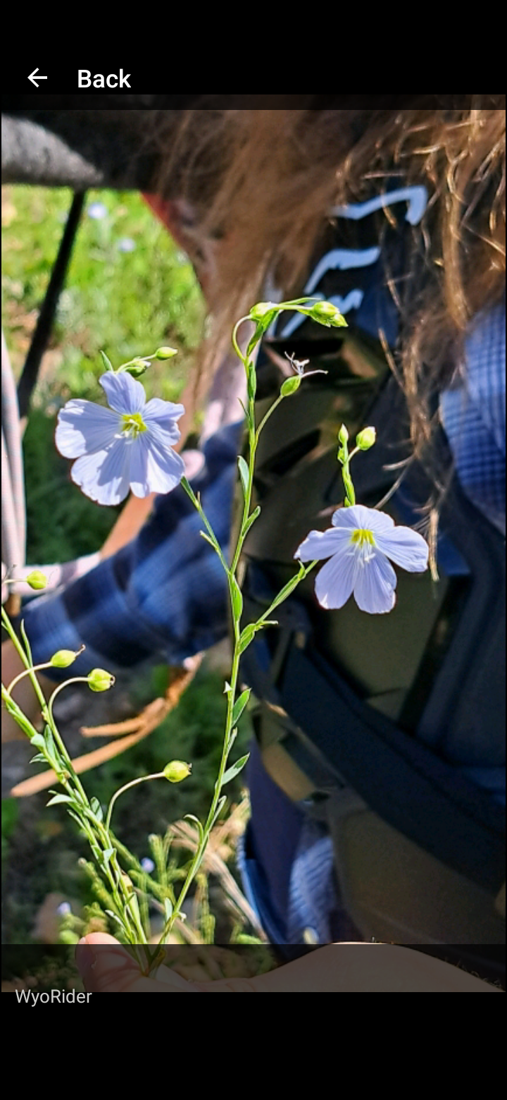 Wild Flax plant